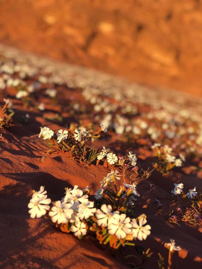 Hotel Star Walk Camp & Tours Wadi Rum Esterno foto